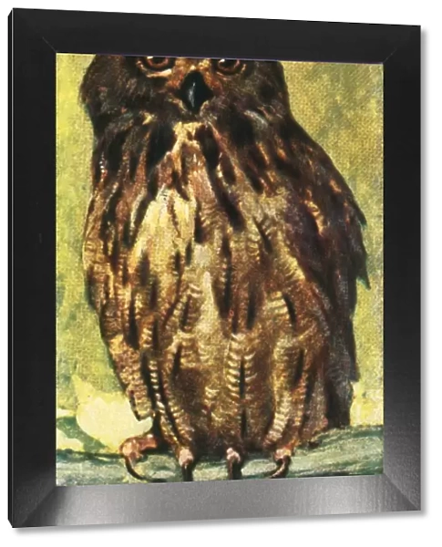 Eagle owl, c1928. Creator: Unknown