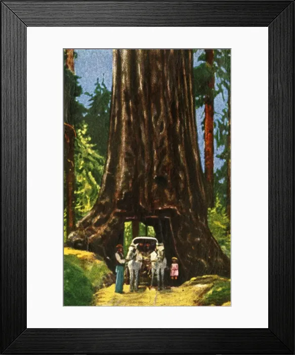 Framed Print : Giant Redwood in California, c1928. Creator: Unknown Framed Print : Giant Redwood in California, c1928. Creator: Unknown