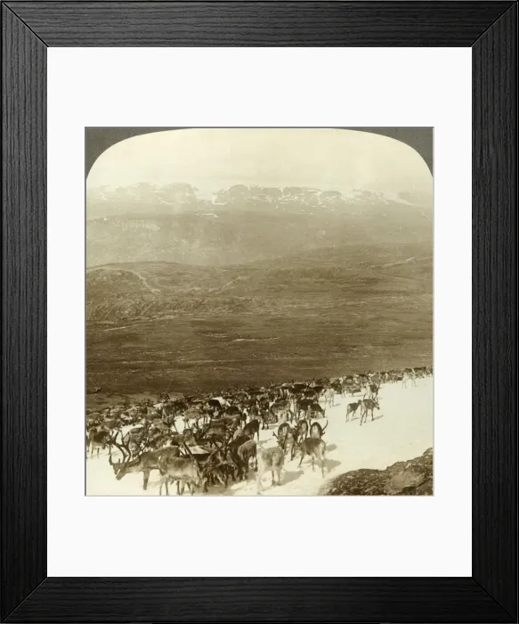 Framed Print : Herd of reindeer of the northern wilds, and snowy heights of Hardanger glacier, Norway, c1905 Framed Print : Herd of reindeer of the northern wilds, and snowy heights of Hardanger glacier, Norway, c1905