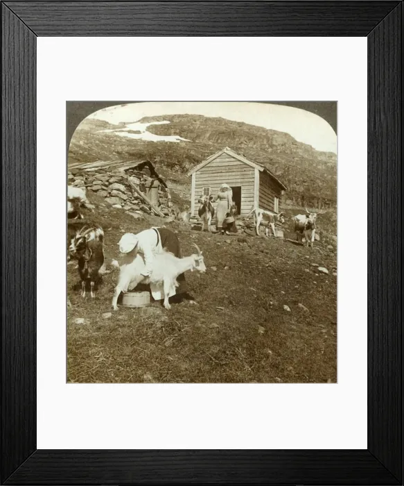 Framed Print : Pretty Norwegian girls tending cows and goats on the Haukeli Mts, Norway, c1905 Framed Print : Pretty Norwegian girls tending cows and goats on the Haukeli Mts, Norway, c1905