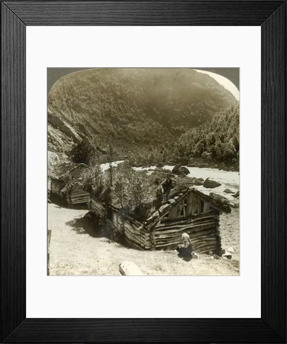 Framed Print : Old log houses in Bratslandsdal, with trees growing on sod-covered roofs, Norway, c1905 Framed Print : Old log houses in Bratslandsdal, with trees growing on sod-covered roofs, Norway, c1905