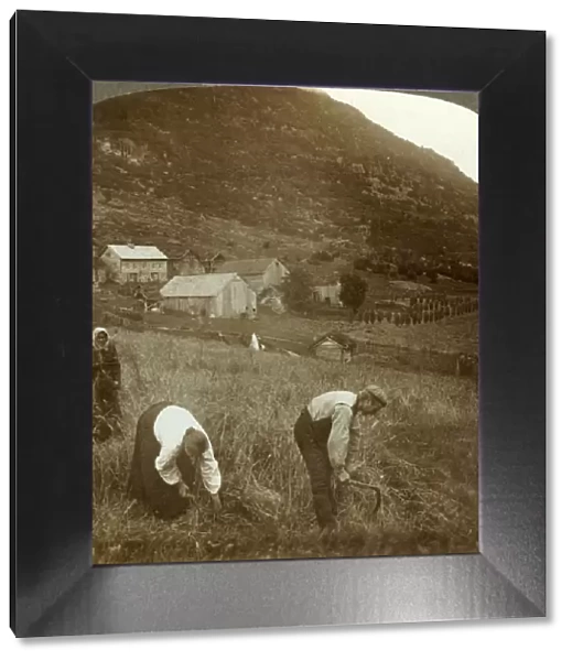 Harvesting barley on a Mindresunde farm in the valley near Olden, Norway, c1905