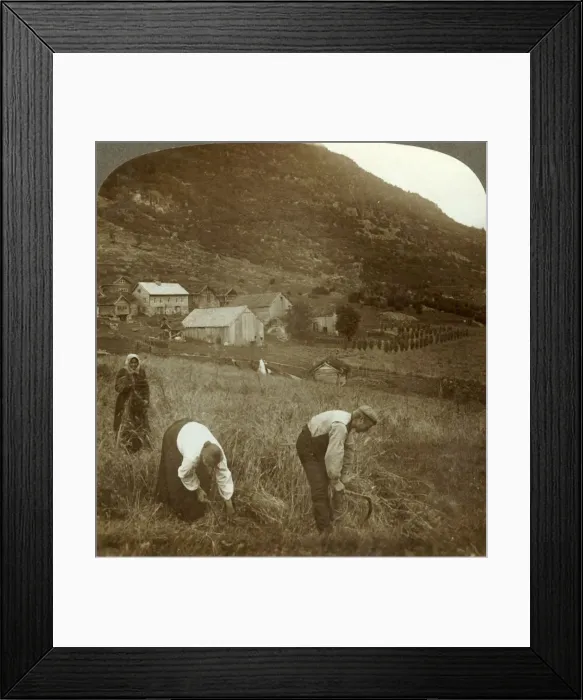 Framed Print : Harvesting barley on a Mindresunde farm in the valley near Olden, Norway, c1905 Framed Print : Harvesting barley on a Mindresunde farm in the valley near Olden, Norway, c1905