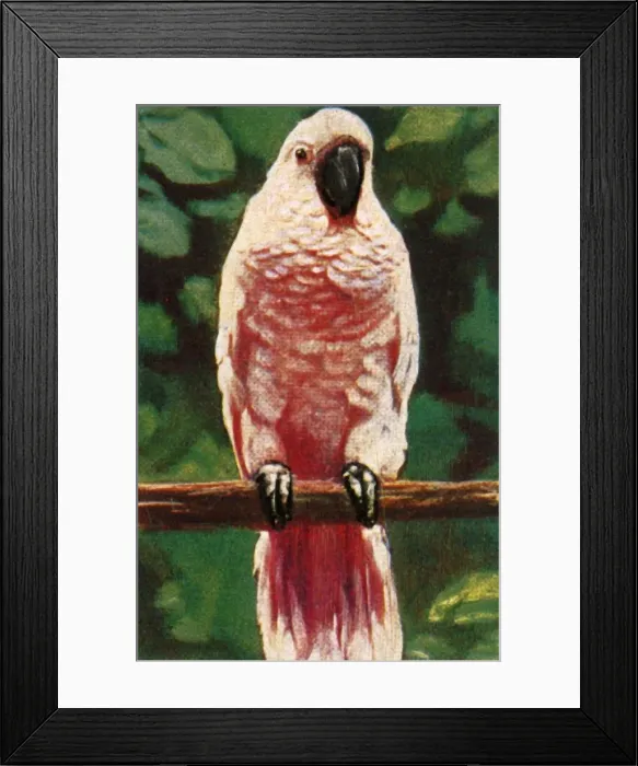 Framed Print : Salmon-crested cockatoo, c1928. Creator: Unknown Framed Print : Salmon-crested cockatoo, c1928. Creator: Unknown