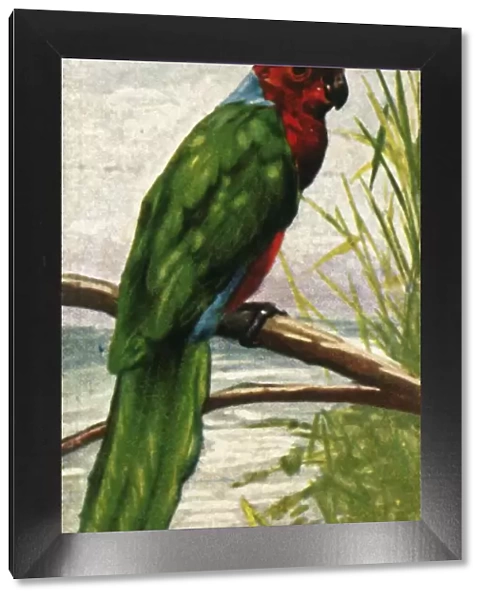 Austral parakeet, c1928. Creator: Unknown