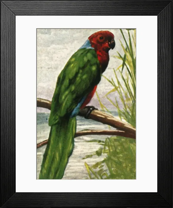 Framed Print : Austral parakeet, c1928. Creator: Unknown Framed Print : Austral parakeet, c1928. Creator: Unknown