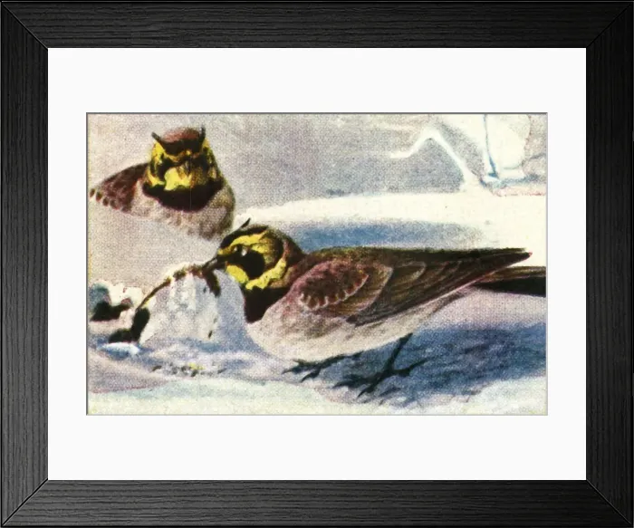 Framed Print : Alpine larks, c1928. Creator: Unknown Framed Print : Alpine larks, c1928. Creator: Unknown