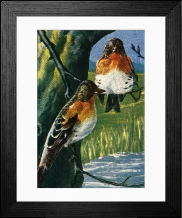 Framed Print : Bramblings, c1928. Creator: Unknown Framed Print : Bramblings, c1928. Creator: Unknown