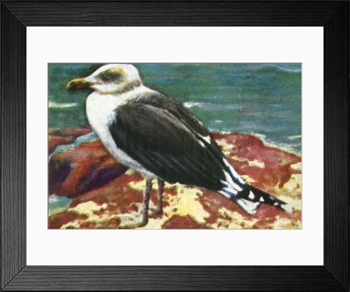 Framed Print : Dominican gull, c1928. Creator: Unknown Framed Print : Dominican gull, c1928. Creator: Unknown
