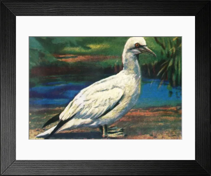 Framed Print : Gannet, c1928. Creator: Unknown Framed Print : Gannet, c1928. Creator: Unknown