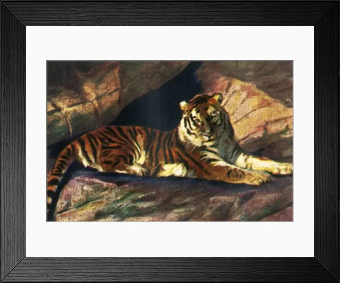 Framed Print : Siberian tiger, c1928. Creator: Unknown Framed Print : Siberian tiger, c1928. Creator: Unknown
