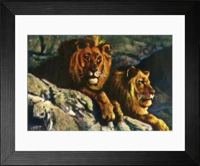 Framed Print : Lions, c1928. Creator: Unknown Framed Print : Lions, c1928. Creator: Unknown