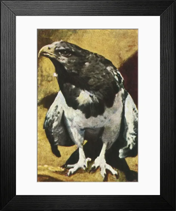 Framed Print : Adult Aguja, c1928. Creator: Unknown Framed Print : Adult Aguja, c1928. Creator: Unknown