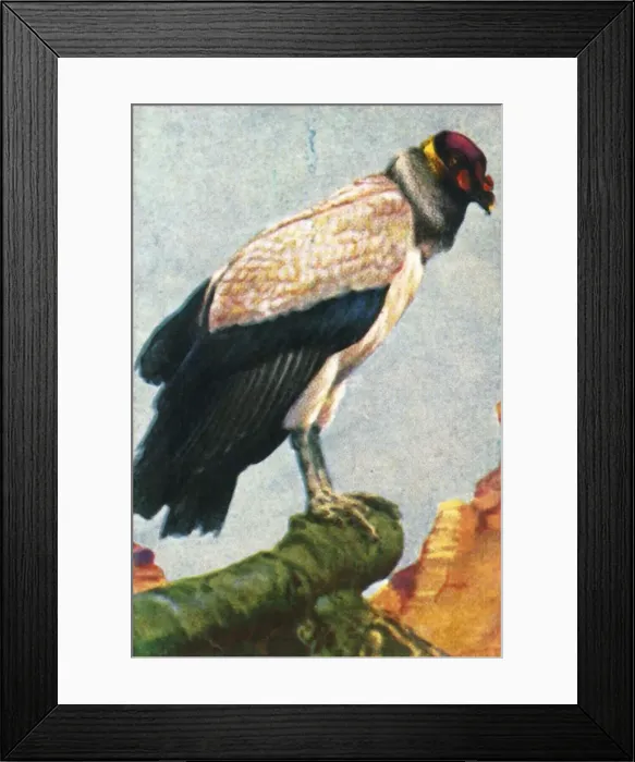 Framed Print : King vulture, c1928. Creator: Unknown Framed Print : King vulture, c1928. Creator: Unknown