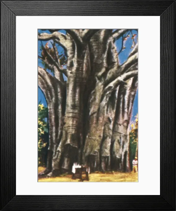 Framed Print : Baobab trees, Usambara Mountains, c1928. Creator: Unknown Framed Print : Baobab trees, Usambara Mountains, c1928. Creator: Unknown