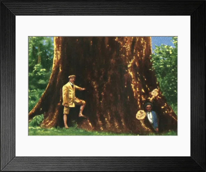Framed Print : Giant tree in Brazil, c1928. Creator: Unknown Framed Print : Giant tree in Brazil, c1928. Creator: Unknown