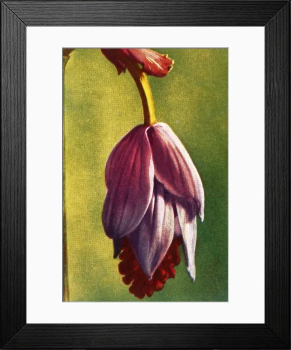 Framed Print : Medinilla, c1928. Creator: Unknown Framed Print : Medinilla, c1928. Creator: Unknown