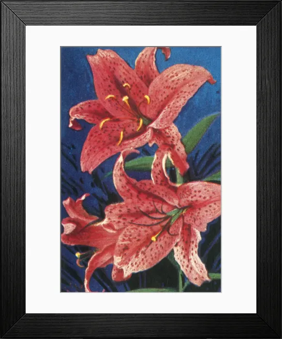 Framed Print : Tiger lily, c1928. Creator: Unknown Framed Print : Tiger lily, c1928. Creator: Unknown