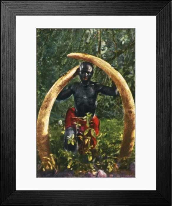 Framed Print : Tusks of an African elephant, c1928. Creator: Unknown Framed Print : Tusks of an African elephant, c1928. Creator: Unknown