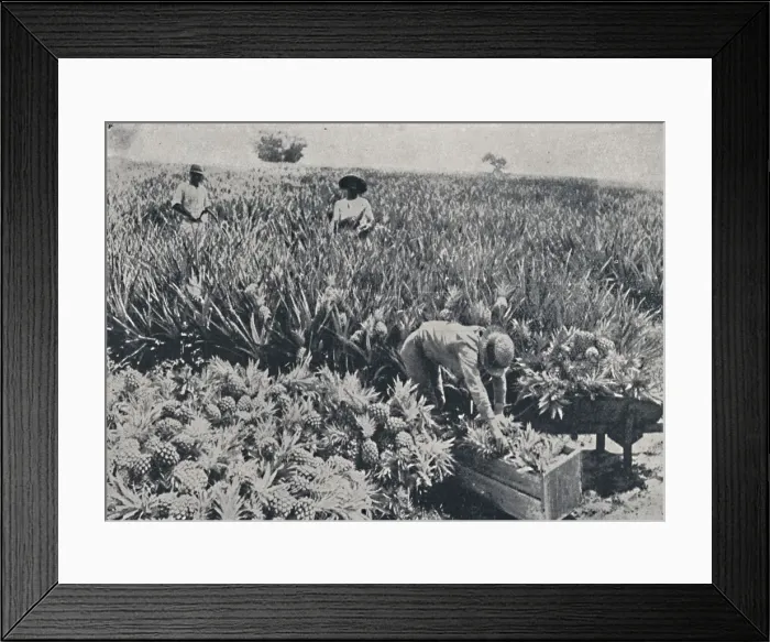 Framed Print : Pine-Apple Field, Queensland, 1923. Creator: Unknown Framed Print : Pine-Apple Field, Queensland, 1923. Creator: Unknown