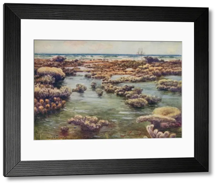 Framed Print : The Great Barrier Reef, 1923. Creator: Unknown Framed Print : The Great Barrier Reef, 1923. Creator: Unknown
