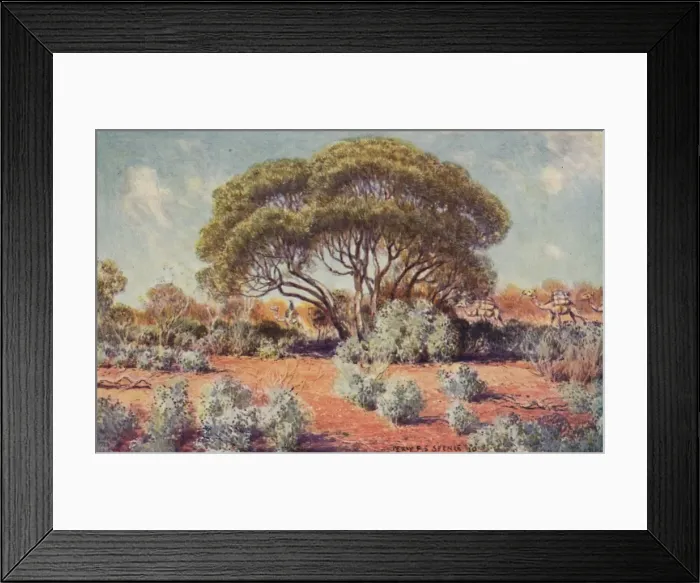 Framed Print : A Fertile Spot in Central Australia, 1923. Creator: Unknown Framed Print : A Fertile Spot in Central Australia, 1923. Creator: Unknown