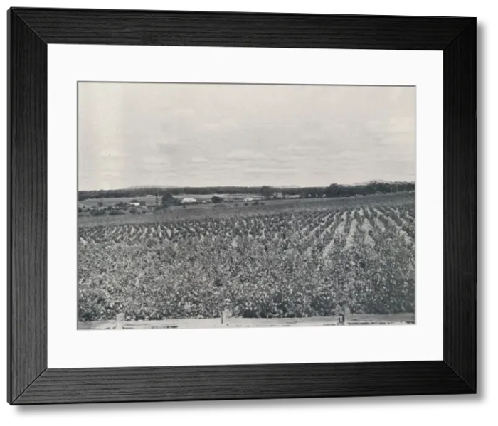 Framed Print : An Australian Vineyard, 1923. Creator: Unknown Framed Print : An Australian Vineyard, 1923. Creator: Unknown