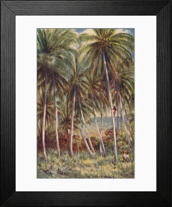 Framed Print : Coco-Nut Palms in Northern Queensland, 1923. Creator: Unknown Framed Print : Coco-Nut Palms in Northern Queensland, 1923. Creator: Unknown
