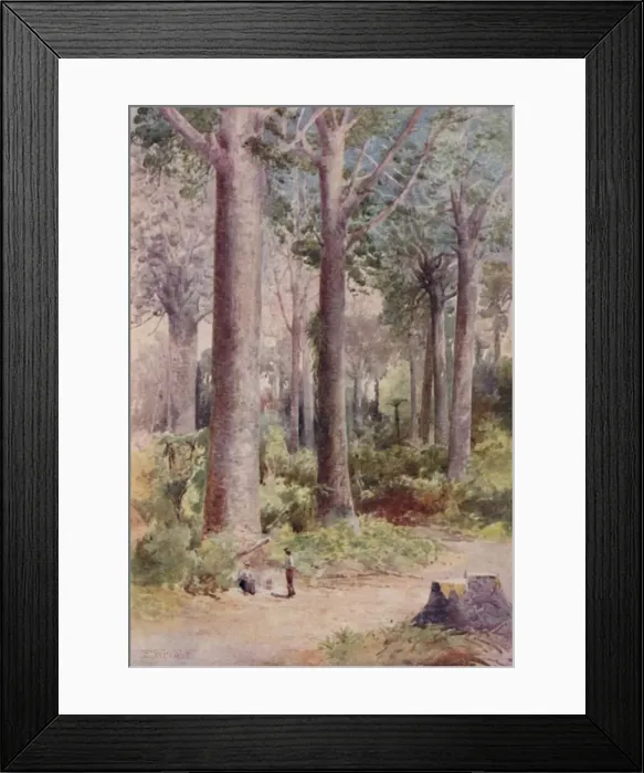 Framed Print : A Kauri Forest, 1923. Creator: Unknown Framed Print : A Kauri Forest, 1923. Creator: Unknown
