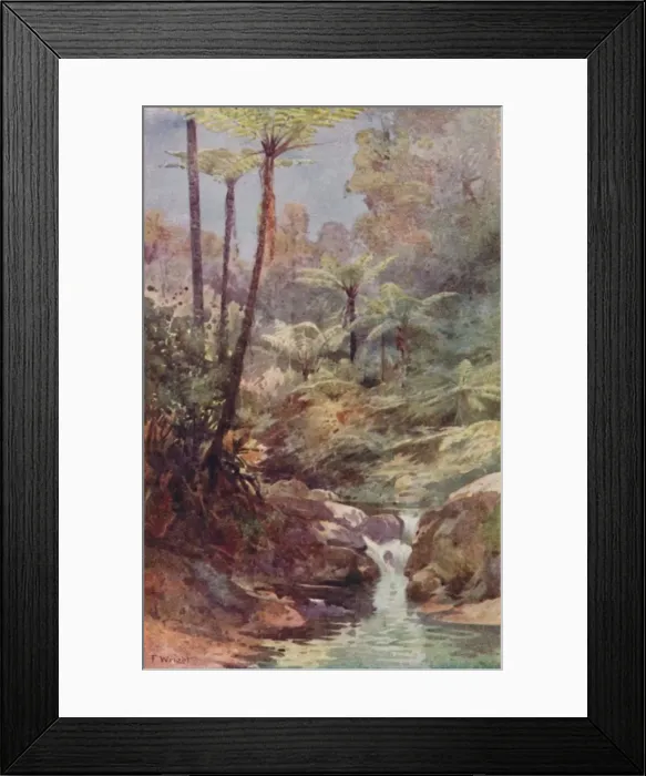 Framed Print : Tree-Ferns, 1923. Creator: Unknown Framed Print : Tree-Ferns, 1923. Creator: Unknown