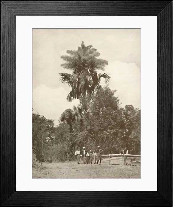 Framed Print : A Talipot Palm in Flower, 1900. Creator: Unknown Framed Print : A Talipot Palm in Flower, 1900. Creator: Unknown