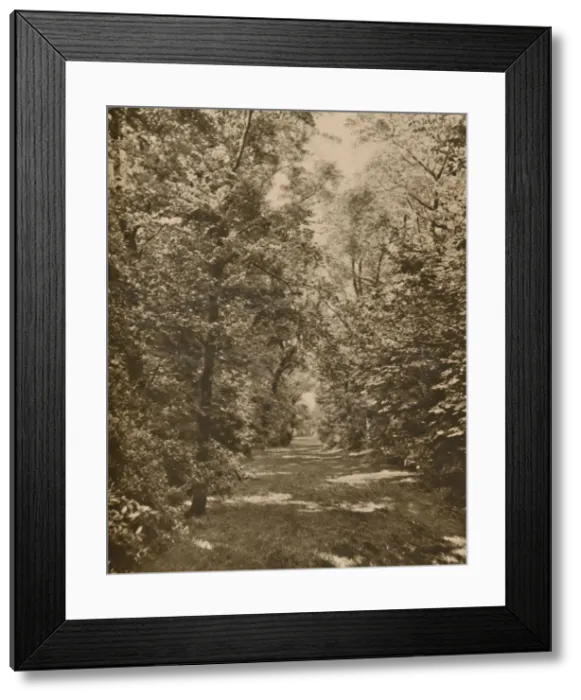 Framed Print : A Woodland Glade Within A Few Hundred Yards of the Earls Court Road, c1935. Creator: King Framed Print : A Woodland Glade Within A Few Hundred Yards of the Earls Court Road, c1935. Creator: King
