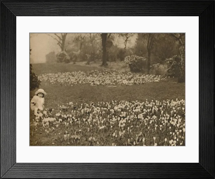 Framed Print : The Crocus Carpet of Spring, c1935. Creator: Unknown Framed Print : The Crocus Carpet of Spring, c1935. Creator: Unknown