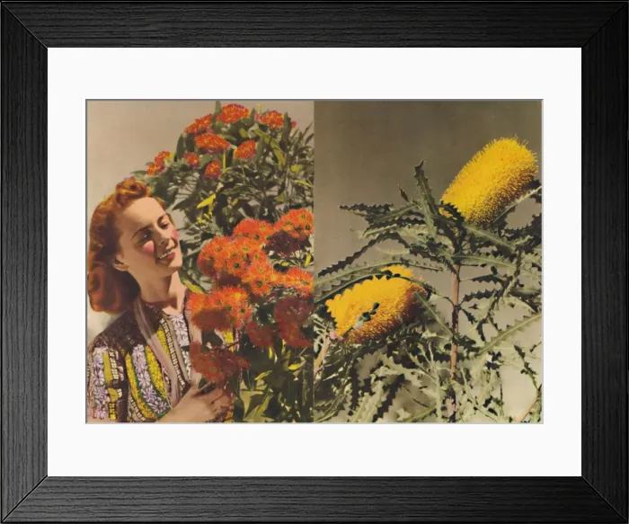 Framed Print : Flowering Gum and Banksia, c1947. Creator: Unknown Framed Print : Flowering Gum and Banksia, c1947. Creator: Unknown