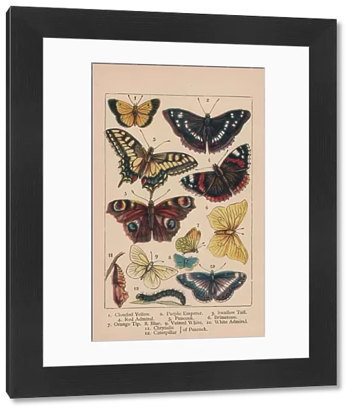 Butterflies, 19th century. Creator: Unknown