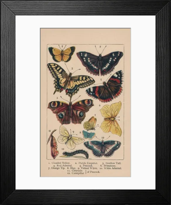 Framed Print : Butterflies, 19th century. Creator: Unknown Framed Print : Butterflies, 19th century. Creator: Unknown