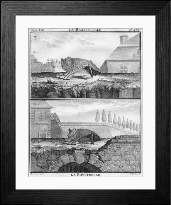 Framed Print : La Barbastelle & La Pipistrelle, c1763. Creator: Christian Friedrich Fritzsch Framed Print : La Barbastelle & La Pipistrelle, c1763. Creator: Christian Friedrich Fritzsch