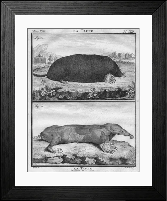 Framed Print : La Taupe & La Taupe Depoiuillee de sa Peau, c1763 Framed Print : La Taupe & La Taupe Depoiuillee de sa Peau, c1763