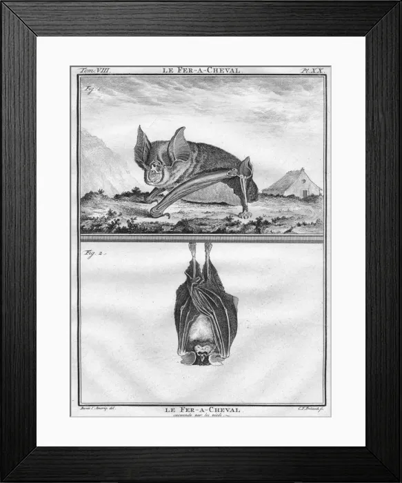 Framed Print : Le Fer-A-Cheval & Le Fer-A-Cheval suspendu par les pieds, c1763 Framed Print : Le Fer-A-Cheval & Le Fer-A-Cheval suspendu par les pieds, c1763
