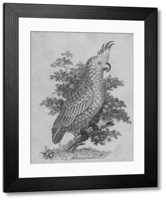 Framed Print : Cockatoo, 19th century? Creator: Unknown Framed Print : Cockatoo, 19th century? Creator: Unknown