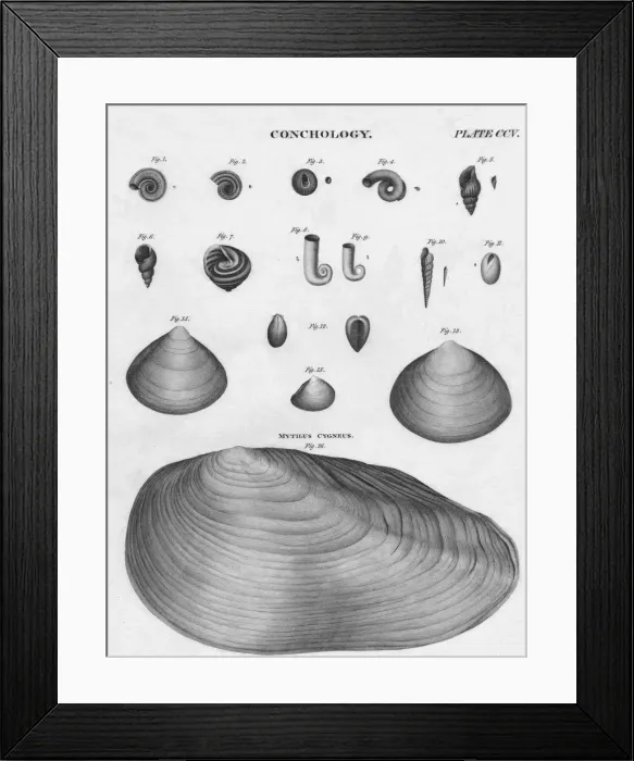 Framed Print : Conchology, early 19th century. Creator: J Moffat Framed Print : Conchology, early 19th century. Creator: J Moffat
