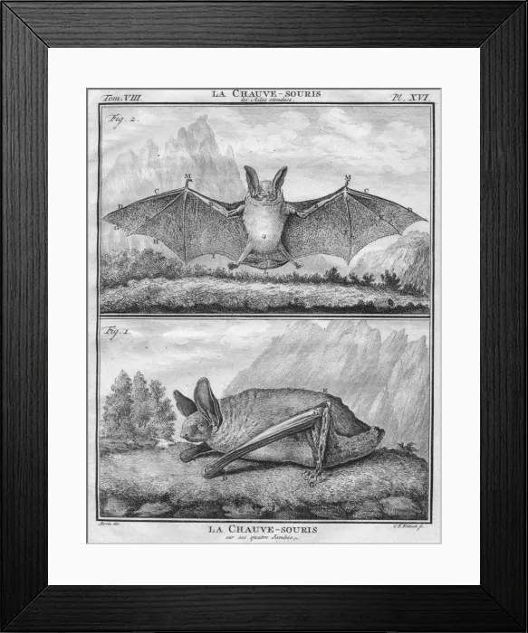 Framed Print : La Chauve-Souris les Ailes entendues & La Chauve-Souris sur ses quatre Jambes, c1763 Framed Print : La Chauve-Souris les Ailes entendues & La Chauve-Souris sur ses quatre Jambes, c1763