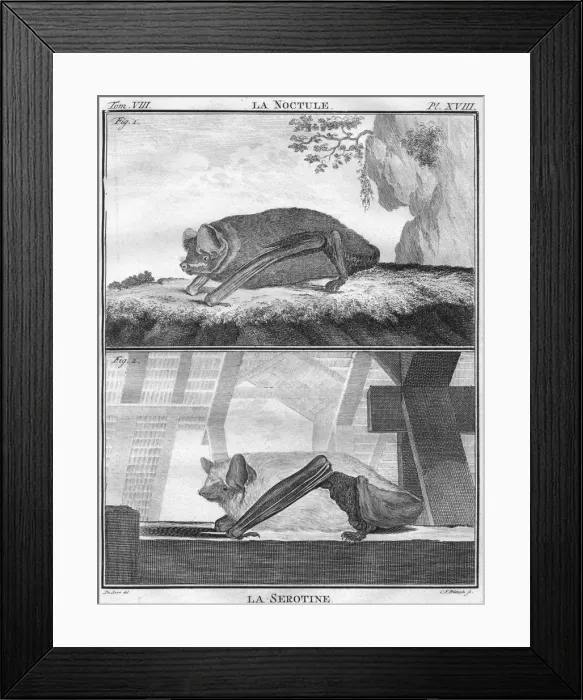 Framed Print : La Noctule & La Serotine, c1763. Creator: Christian Friedrich Fritzsch