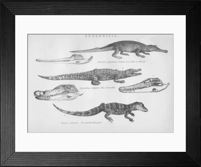 Framed Print : Crocodilia, 19th century. Creator: Unknown Framed Print : Crocodilia, 19th century. Creator: Unknown