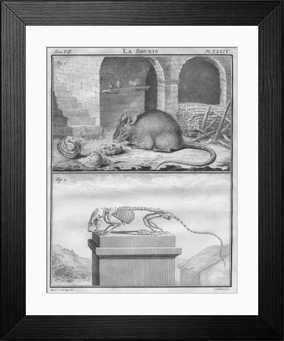 Framed Print : La Souris, c1763. Creator: Christian Friedrich Fritzsch Framed Print : La Souris, c1763. Creator: Christian Friedrich Fritzsch