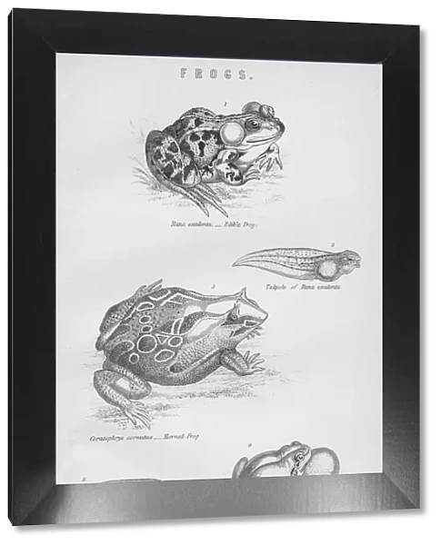 Frogs, 19th century. Creator: Unknown