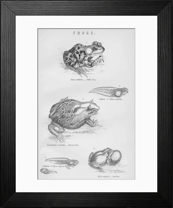 Framed Print : Frogs, 19th century. Creator: Unknown Framed Print : Frogs, 19th century. Creator: Unknown
