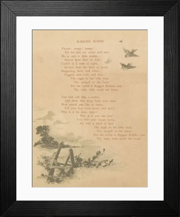 Framed Print : Ragged Robin, late 19th-early 20th century? Creator: Unknown Framed Print : Ragged Robin, late 19th-early 20th century? Creator: Unknown