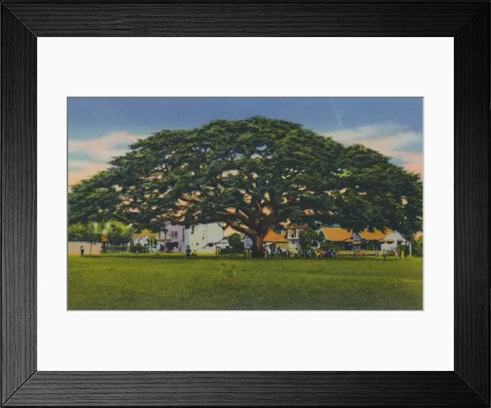 Framed Print : Spreading Samoan Tree, Trinidad, B. W. I. c1940s. Creator: Unknown Framed Print : Spreading Samoan Tree, Trinidad, B. W. I. c1940s. Creator: Unknown