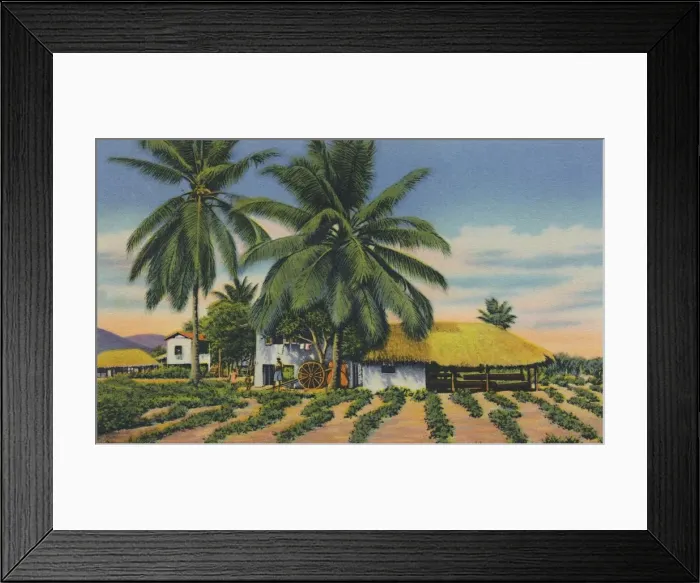 Framed Print : East Indian Huts, Trinidad, B. W. I. c1940s. Creator: Unknown Framed Print : East Indian Huts, Trinidad, B. W. I. c1940s. Creator: Unknown